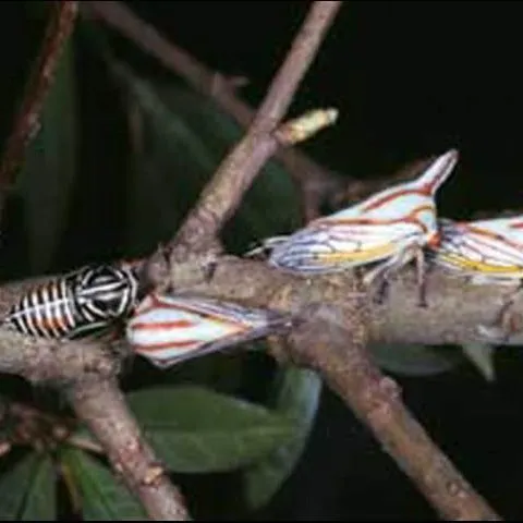 thumbnail for publication: Oak Treehopper, Platycotis vittata (Fabricius) (Insecta: Hemiptera: Membracidae)